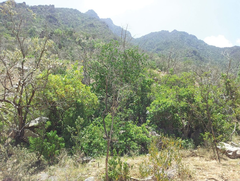 Abha & Asir Mountains - Rijal Almaa Village - Photo 1